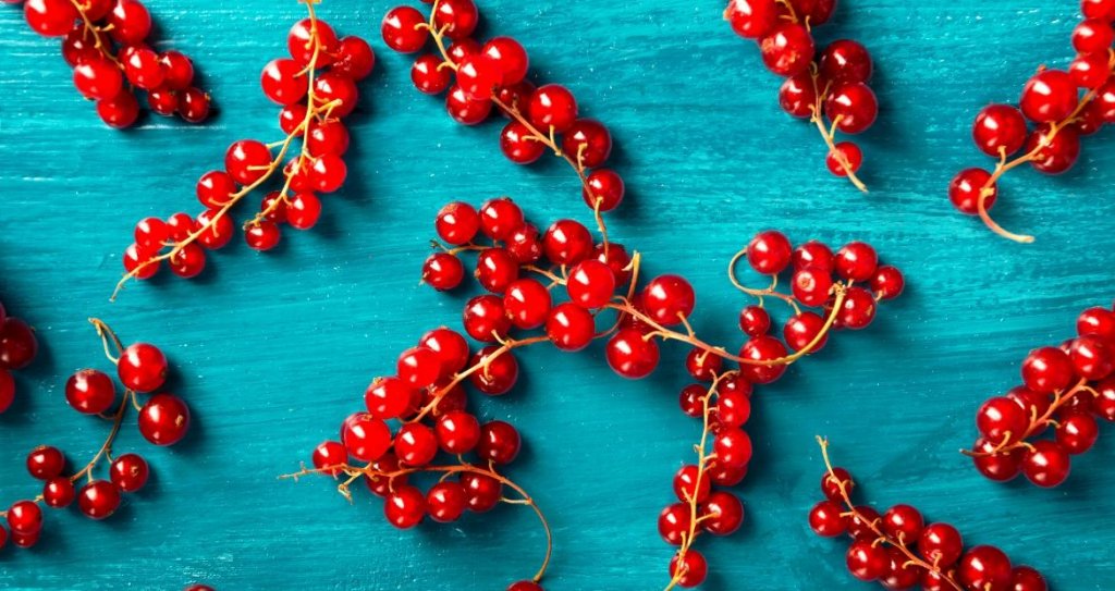 Ribes-rosso-Proprietà-e-benedici