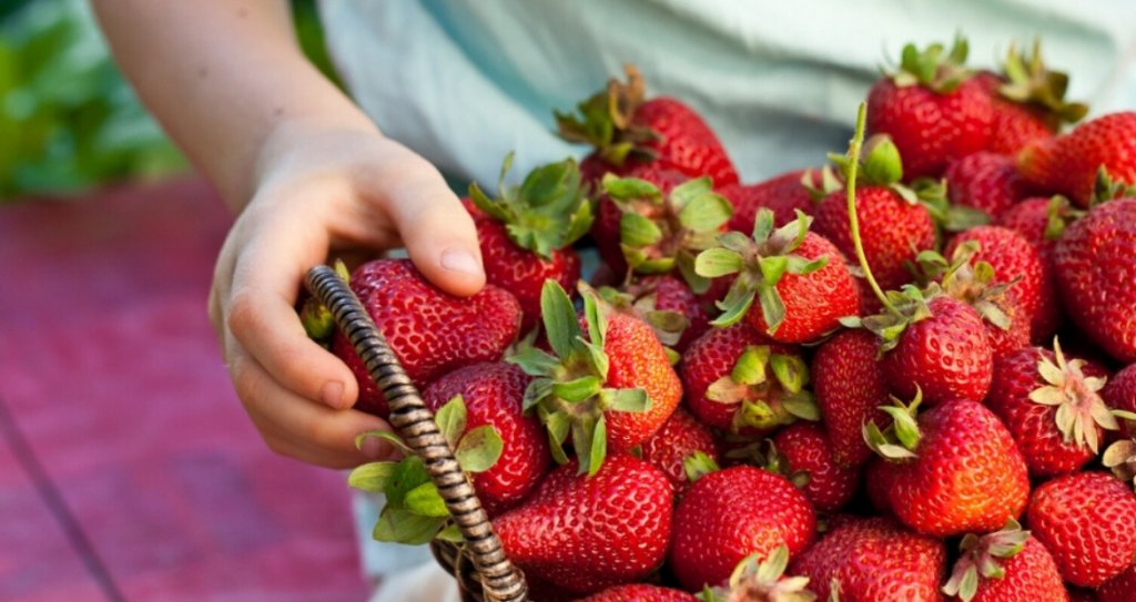 Bambini-frutti-di-bosco-fragole-Sant'Orsola