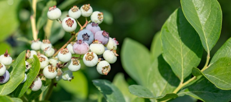 Pianta Di Mirto - Aromatiche - Pianta Di Mirto - Erbe Aromatiche - Foto 8