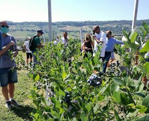 Marche-piccoli-frutti-Sant'Orsola