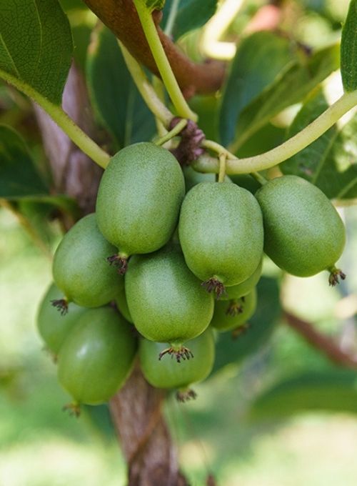Scopri il baby kiwi: un frutto ricco di proprietà. Sant'Orsola