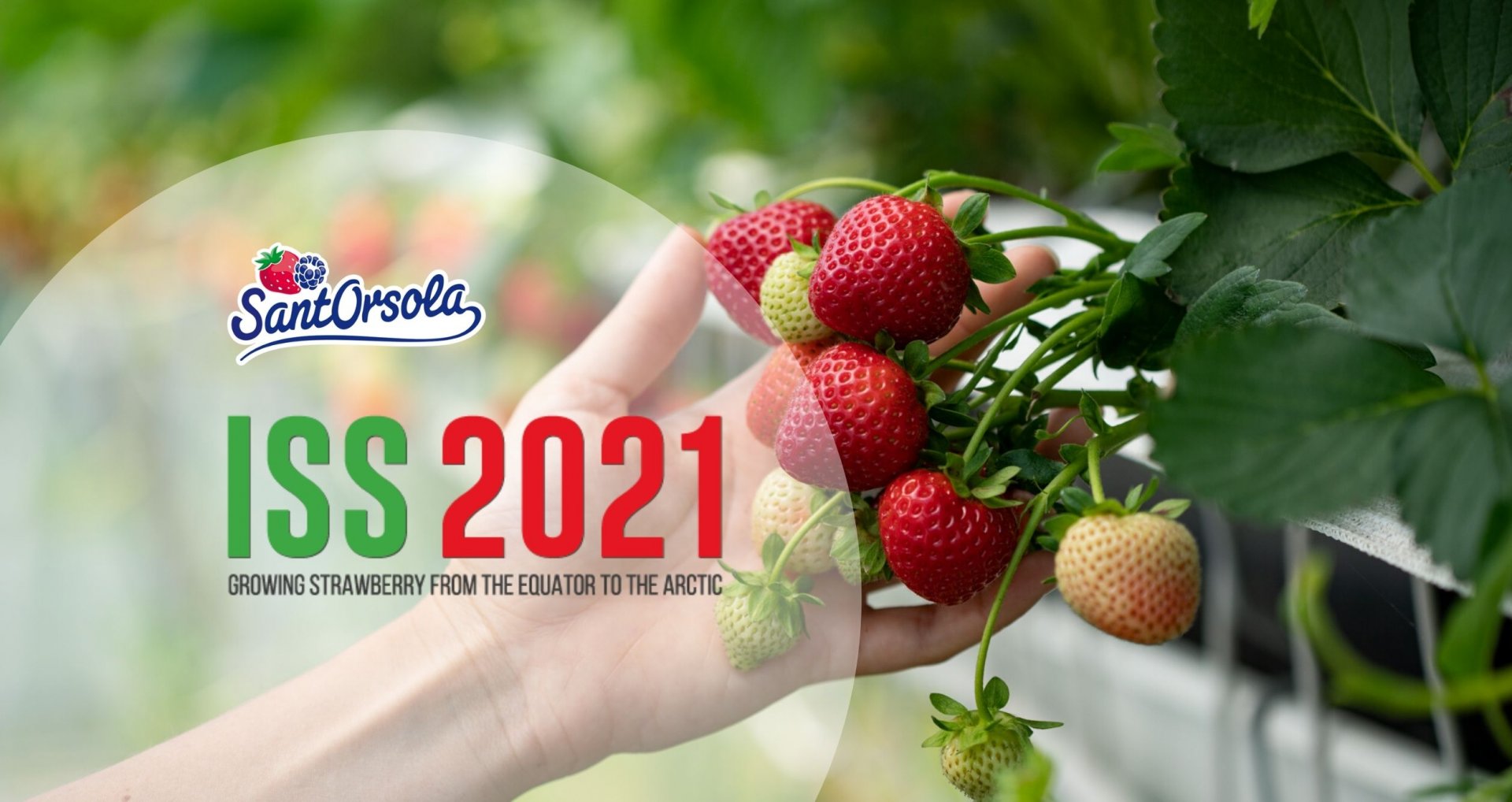 Strawberry-Symposium-ISS2021-Fragola-simposio-Sant'Orsola-Gianluca-Savini