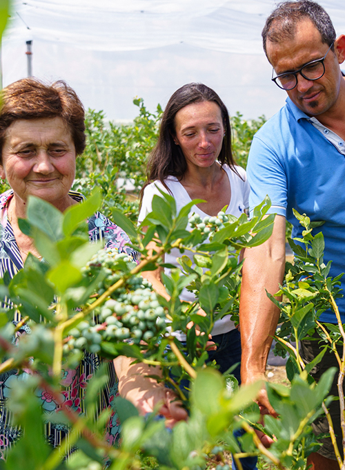 Storie-dai-campi-Sant'Orsola-Gianni-Malavolta-Marche-agricoltura-sostenibile-mirtilli