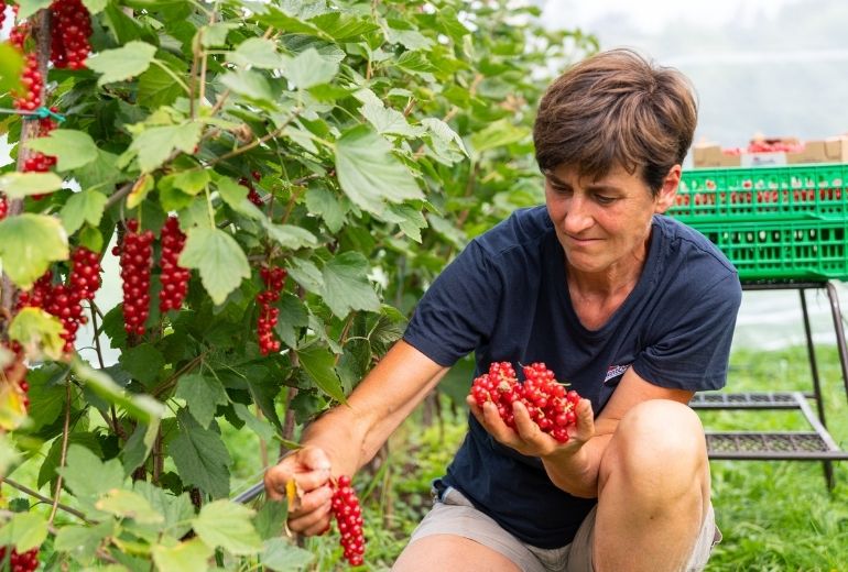 Renata-Bartolameotti-Storie-dai-campi-SantOrsola-ribes-rosso-agricoltura-sostenibile-produttori-piccoli-frutti