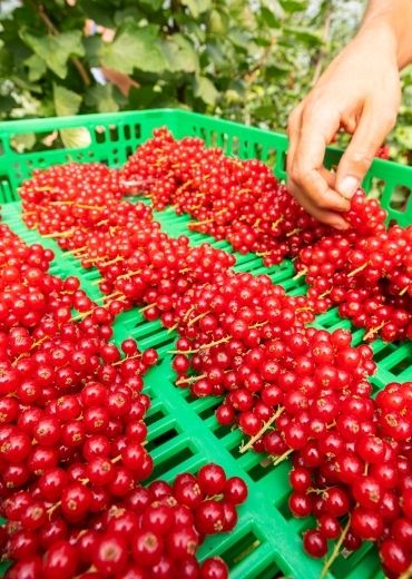 Renata-Bartolameotti-Storie-dai-campi-SantOrsola-ribes-rosso-agricoltura-sostenibile-produttori-piccoli-frutti