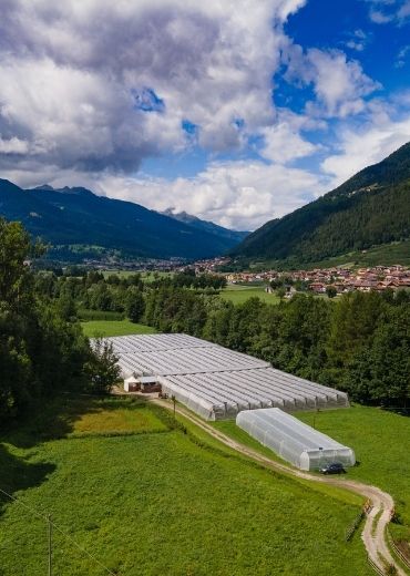 Sant'Orsola-Storie-dai-Campi-Produttori-Lorenzo-Costanzi-La-Contenta-Male-Val-di-Sole-lamponi-frutti-di-bosco-piccoli-frutti-agricoltura-sostenibile