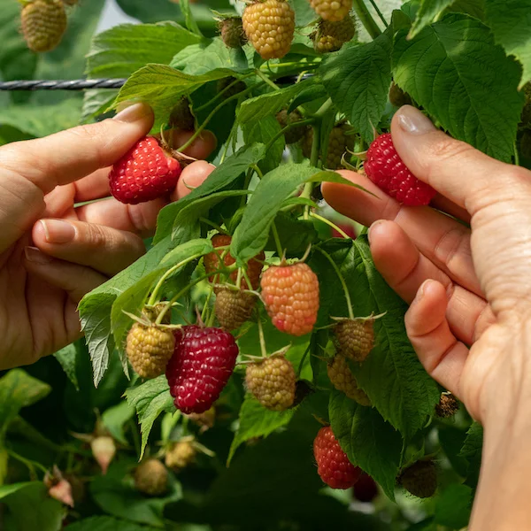 Dove-crescono-i-piccoli-frutti-RZ